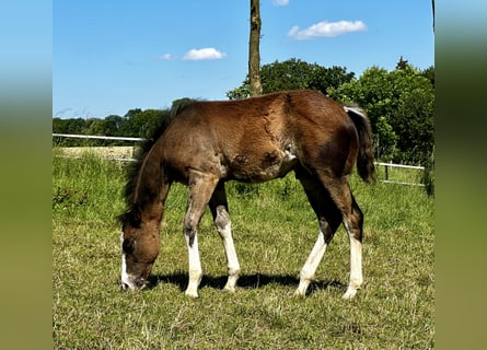 Caballo cuarto de milla, Semental, 1 año, 150 cm, Castaño