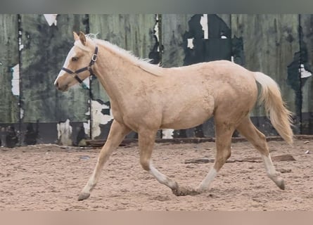 Caballo cuarto de milla, Semental, 1 año, 150 cm, Palomino