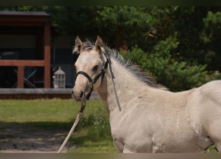 Caballo cuarto de milla, Semental, 1 año, 152 cm, Buckskin/Bayo