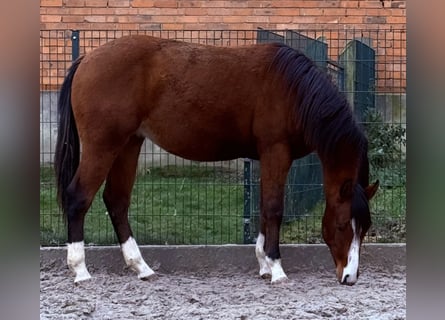 Caballo cuarto de milla, Semental, 1 año, 152 cm, Castaño