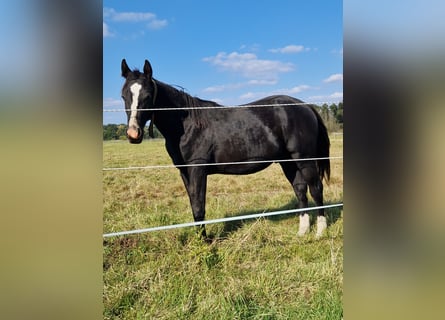 Caballo cuarto de milla, Semental, 1 año, 152 cm, Negro