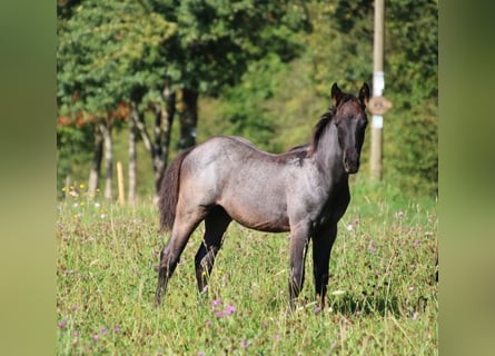 Caballo cuarto de milla, Semental, 1 año, 153 cm, Ruano azulado