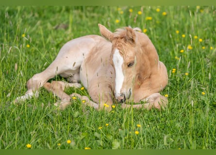 Caballo cuarto de milla, Semental, 1 año, 154 cm, Palomino