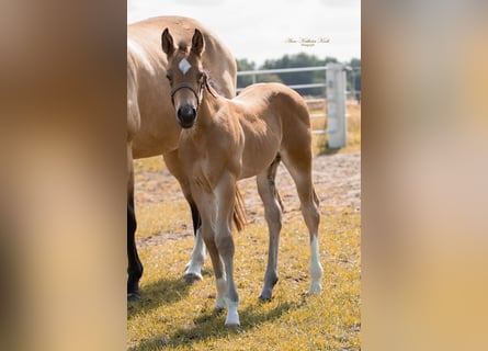 Caballo cuarto de milla, Semental, 1 año, 155 cm, Buckskin/Bayo