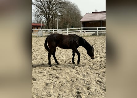 Caballo cuarto de milla, Semental, 1 año, 155 cm, Castaño oscuro