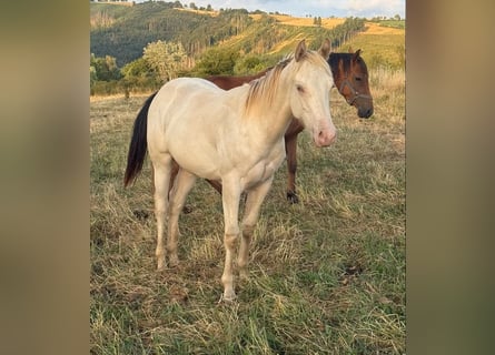 Caballo cuarto de milla Mestizo, Semental, 1 año, 155 cm, Champán