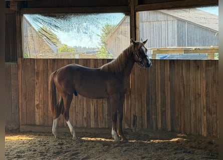 Caballo cuarto de milla, Semental, 1 año, 160 cm, Alazán