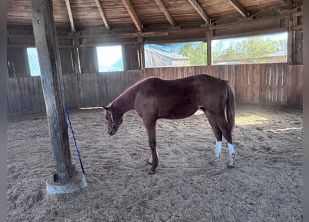 Caballo cuarto de milla, Semental, 1 año, 160 cm, Alazán