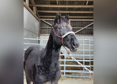 Caballo cuarto de milla, Semental, 1 año, 162 cm, Negro