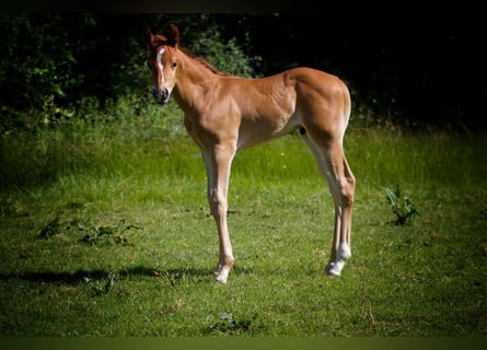 Caballo cuarto de milla, Semental, 1 año, Alazán