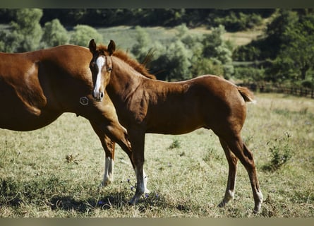 Caballo cuarto de milla, Semental, 1 año, Alazán-tostado