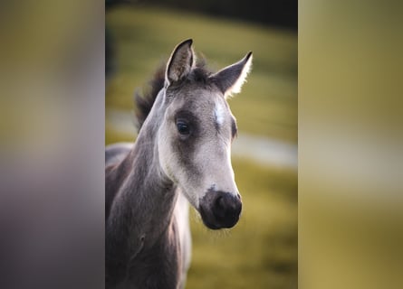 Caballo cuarto de milla, Semental, 1 año, Buckskin/Bayo