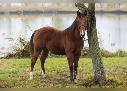 Caballo cuarto de milla, Semental, 1 año, Castaño rojizo