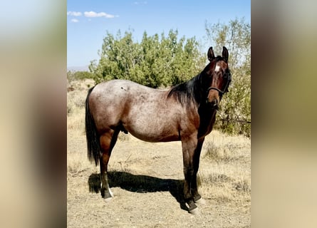 Caballo cuarto de milla, Semental, 1 año, Castaño-ruano