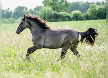 Caballo cuarto de milla, Semental, 1 año, Grullo