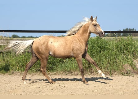 Caballo cuarto de milla, Semental, 1 año, Palomino