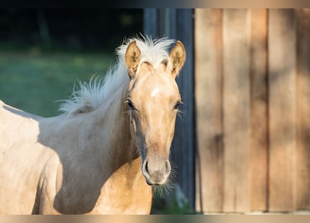 Caballo cuarto de milla, Semental, 1 año, Palomino