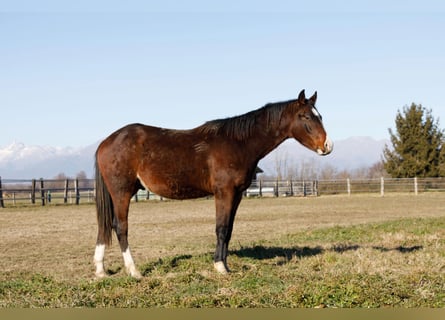 Caballo cuarto de milla, Semental, 2 años, 145 cm, Castaño