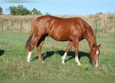 Caballo cuarto de milla, Semental, 2 años, 146 cm, Alazán