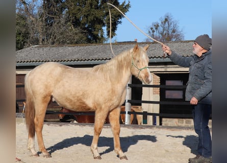 Caballo cuarto de milla, Semental, 2 años, 148 cm, Palomino