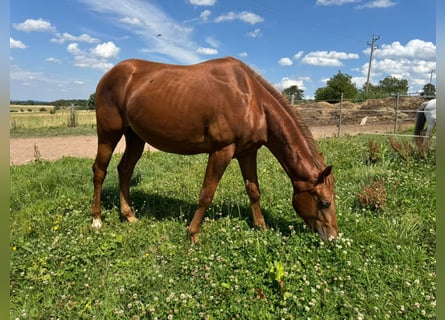Caballo cuarto de milla, Semental, 2 años, 150 cm, Alazán