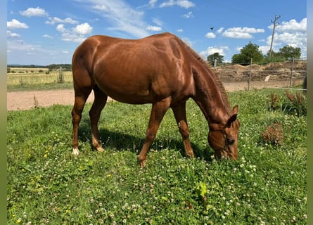 Caballo cuarto de milla, Semental, 2 años, 150 cm, Alazán