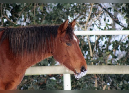 Caballo cuarto de milla, Semental, 2 años, 150 cm, Castaño