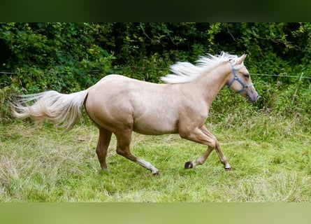 Caballo cuarto de milla, Semental, 2 años, 150 cm, Palomino