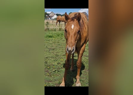 Caballo cuarto de milla, Semental, 2 años, 150 cm, Red Dun/Cervuno