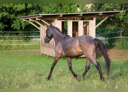 Caballo cuarto de milla, Semental, 2 años, 150 cm, Ruano azulado
