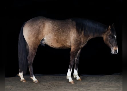 Caballo cuarto de milla, Semental, 2 años, 150 cm