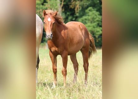 Caballo cuarto de milla, Semental, 2 años, 152 cm, Alazán