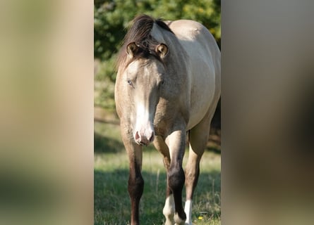 Caballo cuarto de milla, Semental, 2 años, 152 cm, Bayo