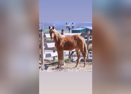 Caballo cuarto de milla, Semental, 2 años, 153 cm, Alazán