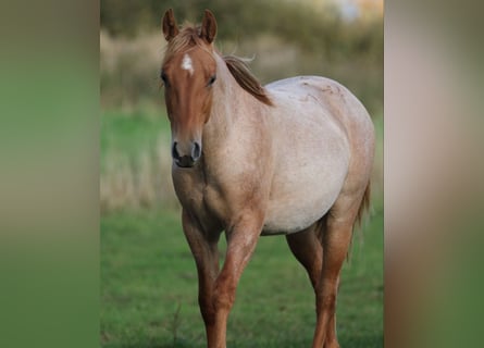 Caballo cuarto de milla, Semental, 2 años, 154 cm, Ruano alazán