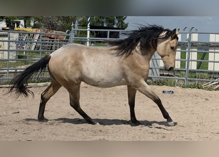 Caballo cuarto de milla, Semental, 2 años, 158 cm, Buckskin/Bayo