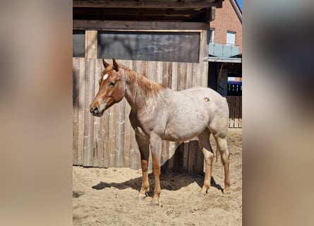Caballo cuarto de milla, Semental, 2 años, 160 cm, Ruano alazán