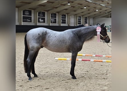 Caballo cuarto de milla, Semental, 2 años, 160 cm, Ruano azulado