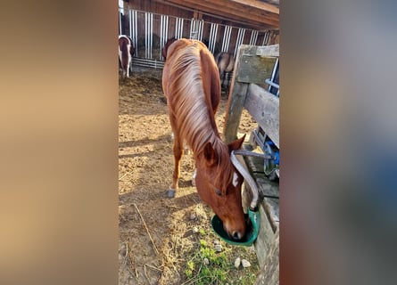 Caballo cuarto de milla, Semental, 2 años, Alazán