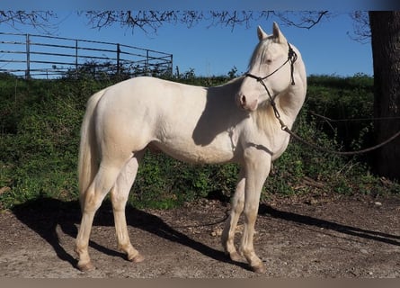 Caballo cuarto de milla, Semental, 2 años, Cremello