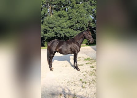 Caballo cuarto de milla, Semental, 3 años, 147 cm, Negro