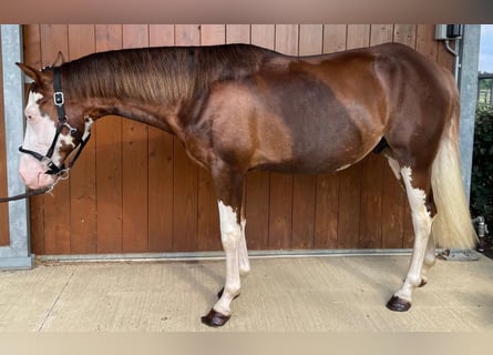 Caballo cuarto de milla, Semental, 3 años, 152 cm, Overo-todas las-capas