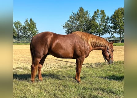 Caballo cuarto de milla, Semental, 3 años, Alazán-tostado