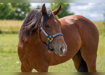 Caballo cuarto de milla, Semental, 3 años, Castaño rojizo