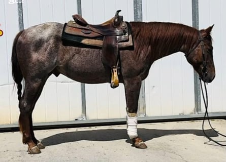Caballo cuarto de milla, Semental, 3 años, Ruano alazán