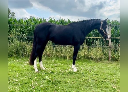 Caballo cuarto de milla, Semental, 4 años, 139 cm, Negro