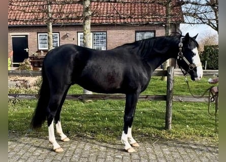 Caballo cuarto de milla, Semental, 4 años, 140 cm, Negro