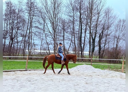 Caballo cuarto de milla, Semental, 4 años, 156 cm, Alazán