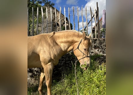 Caballo cuarto de milla, Semental, 5 años, 147 cm, Champán