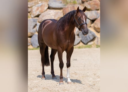 Caballo cuarto de milla, Semental, 5 años, 155 cm, Castaño oscuro